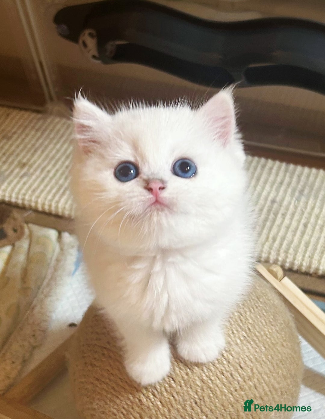 British Longhair cats for sale: 5 Beautiful blue eyed British Shorthair in London - Image 6
