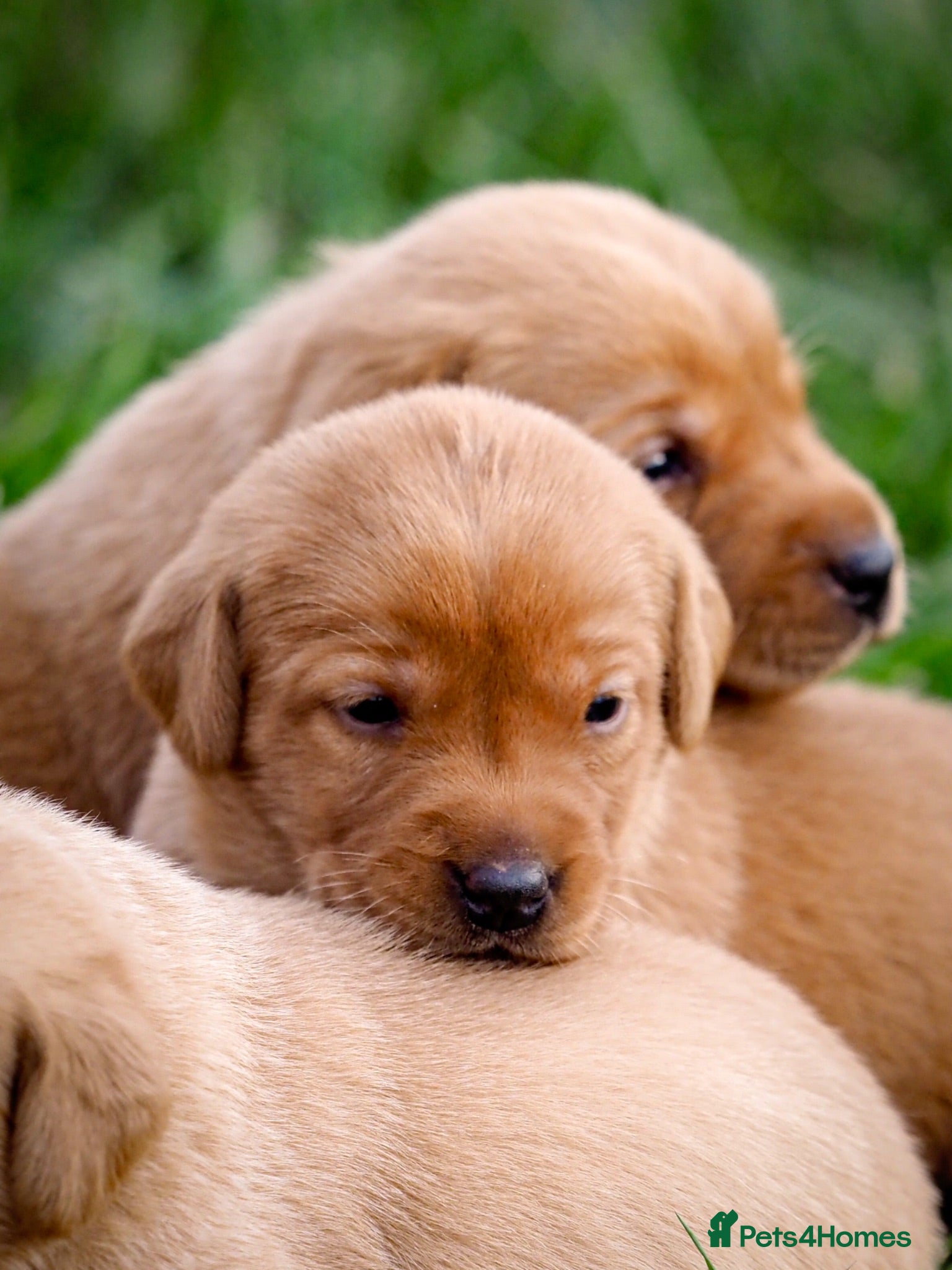 Labrador Retriever dogs Elite Litter: KC Registered Fox Red Labrador Pups - Advert 1