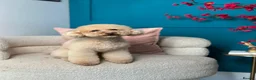 Toy Poodle dogs for stud: Kc reg stunning tiny toy poodle excellent sire  - Advert 1