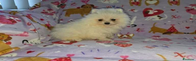 Pomeranian 3