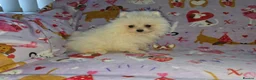 Pomeranian dogs for sale: 3 gorgeous, small white Pomeranians ready now!! - Advert 31