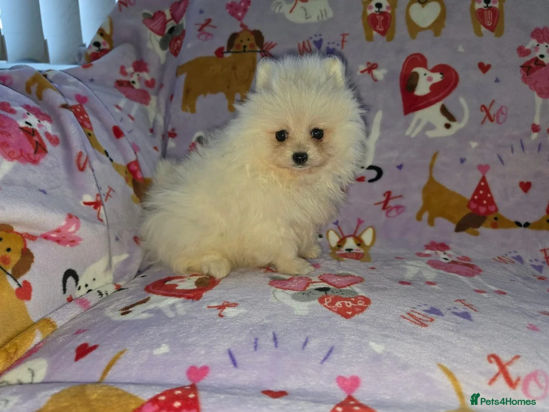 Pomeranian dogs for sale: 3 gorgeous, small white Pomeranians ready now!! - Advert 31