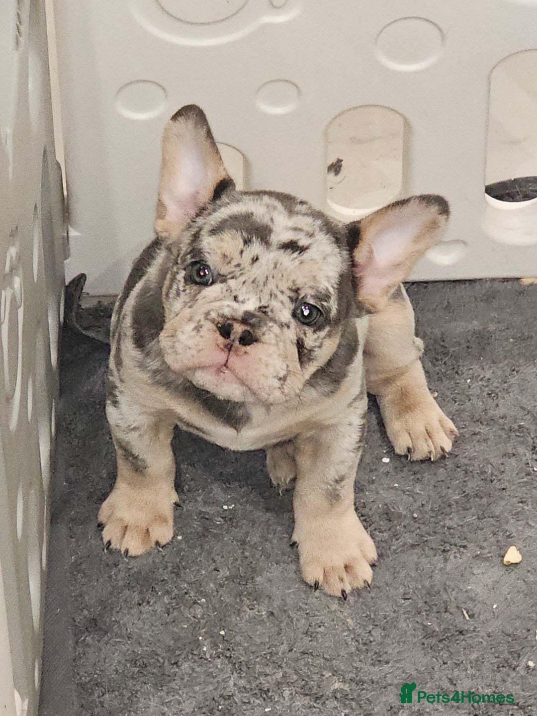 Mixed Breed dogs for sale: Micro exotic,s. - Advert 28