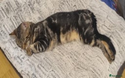 Bengal cats for sale: Bengal cross - Image 7