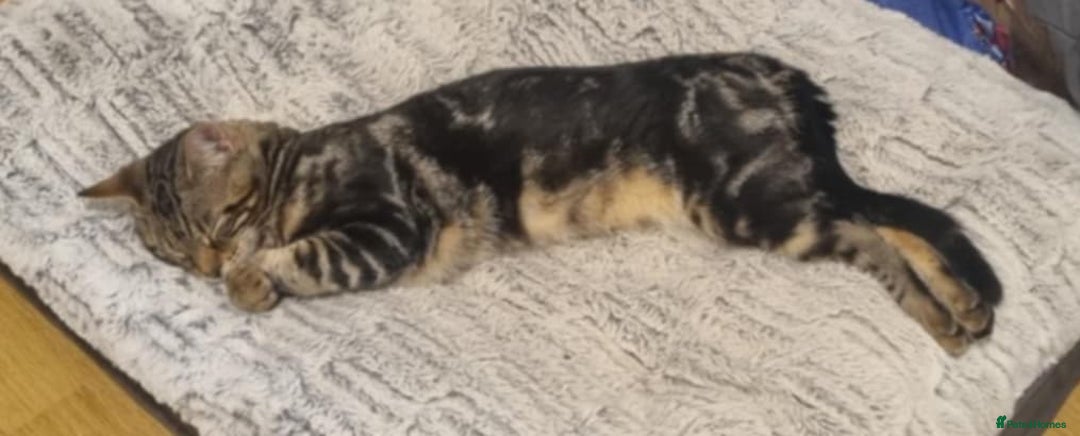Bengal cats for sale: Bengal cross - Image 7