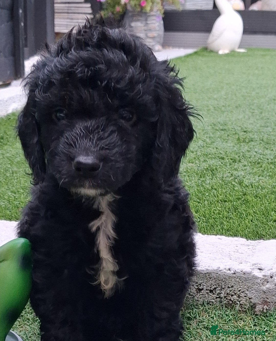 Cockapoo dogs for sale: ** BEAUTIFUL LITTER OF COCKAPOOS ** - Image 6