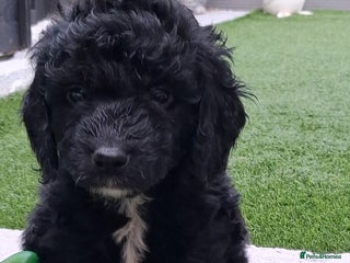 Cockapoo dogs - Advert 7