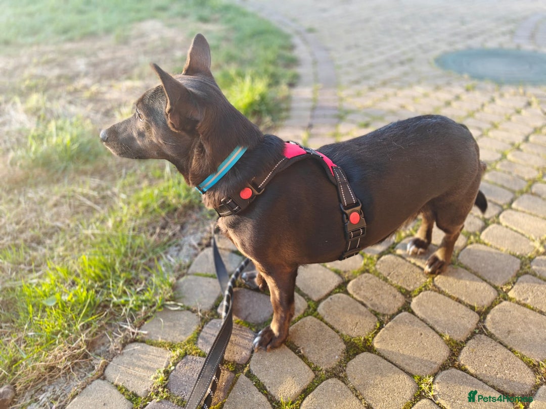 Mixed Breed dogs for adoption: 💖🐶 BUNIA 🐶💖 - Image 13