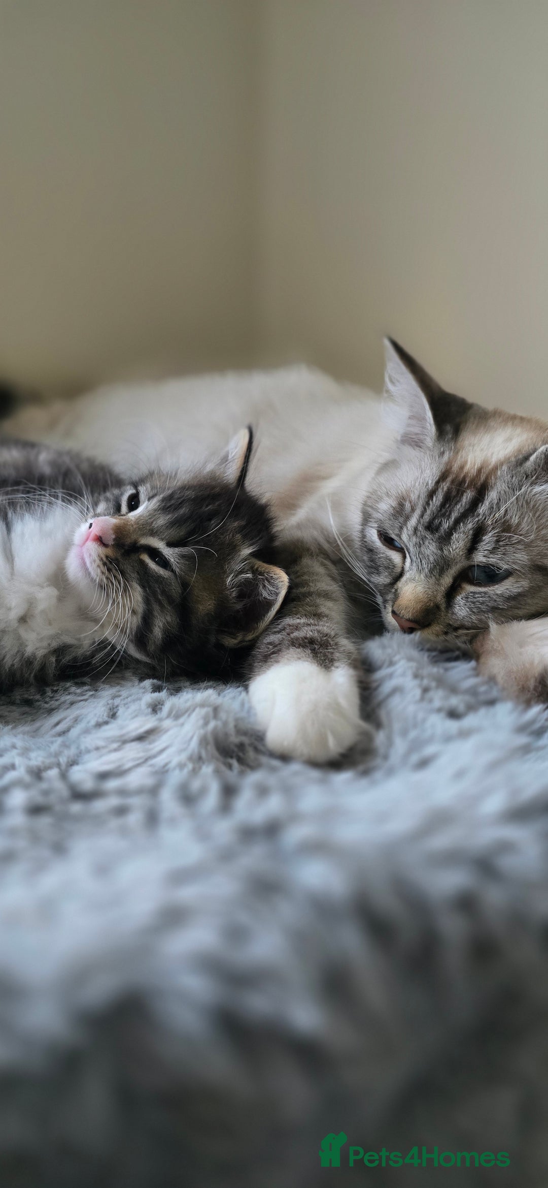 Ragdoll cats for sale: *READY NOW* RAGDOLL CROSS LONG-HAIRED - Image 16