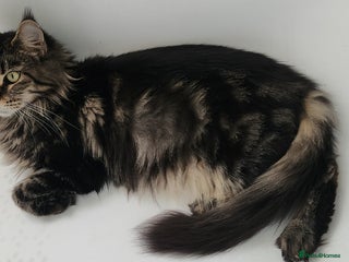 Maine Coon cats - Advert 17