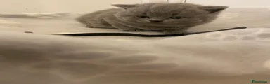 British Shorthair Kitten 1 