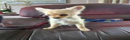 Chihuahua dogs for sale: Chihuahua puppies  in Ipswich - Advert 2