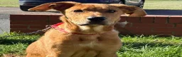 Mixed Breed dogs for sale: Kodi  in Blyth - Advert 4