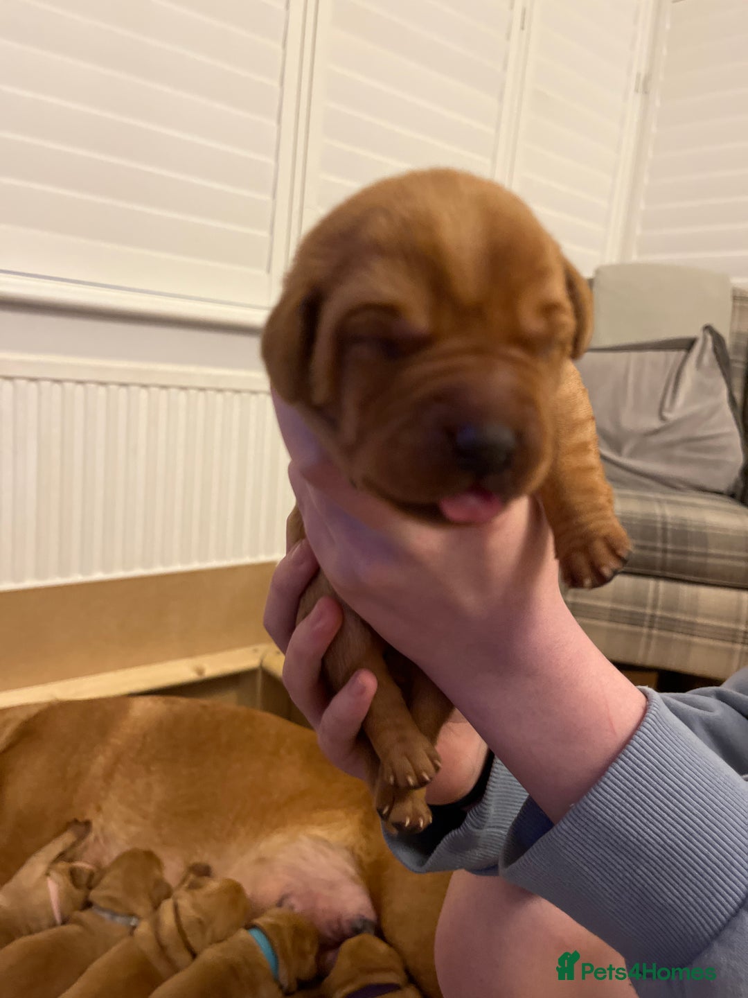 Labrador Retriever dogs for sale: KC REGISTERED, HEALTH TESTED FOX RED LABRADORS - Advert 7