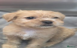 Mixed Breed dogs for sale: Jug puppies - Image 9