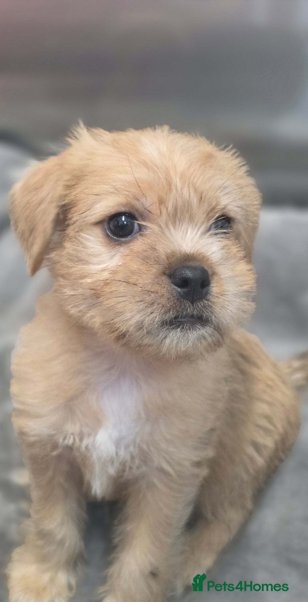 Mixed Breed dogs for sale: Jug puppies - Image 9