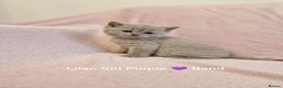 British Shorthair cats for sale: All Reserved Now. - Advert 20