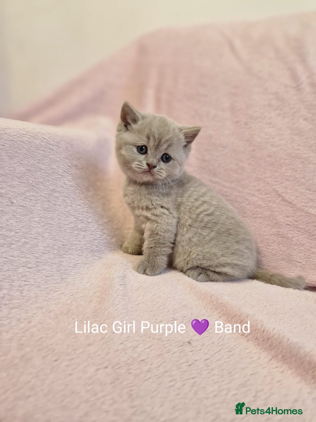 British Shorthair cats for sale: All Reserved Now. - Advert 20