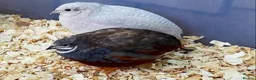 Quail poultry for sale: Healthy Quails , Chinese and Japenese Quails  - Advert 1