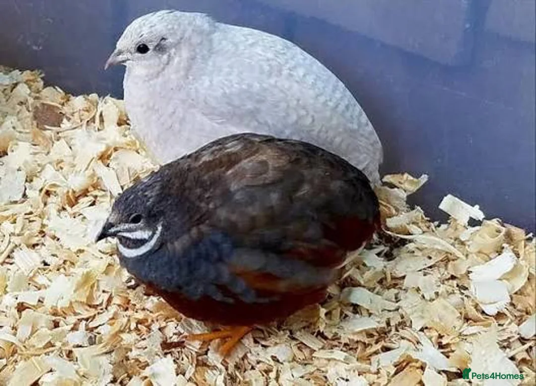 Quail poultry for sale: Healthy Quails , Chinese and Japenese Quails  - Advert 1