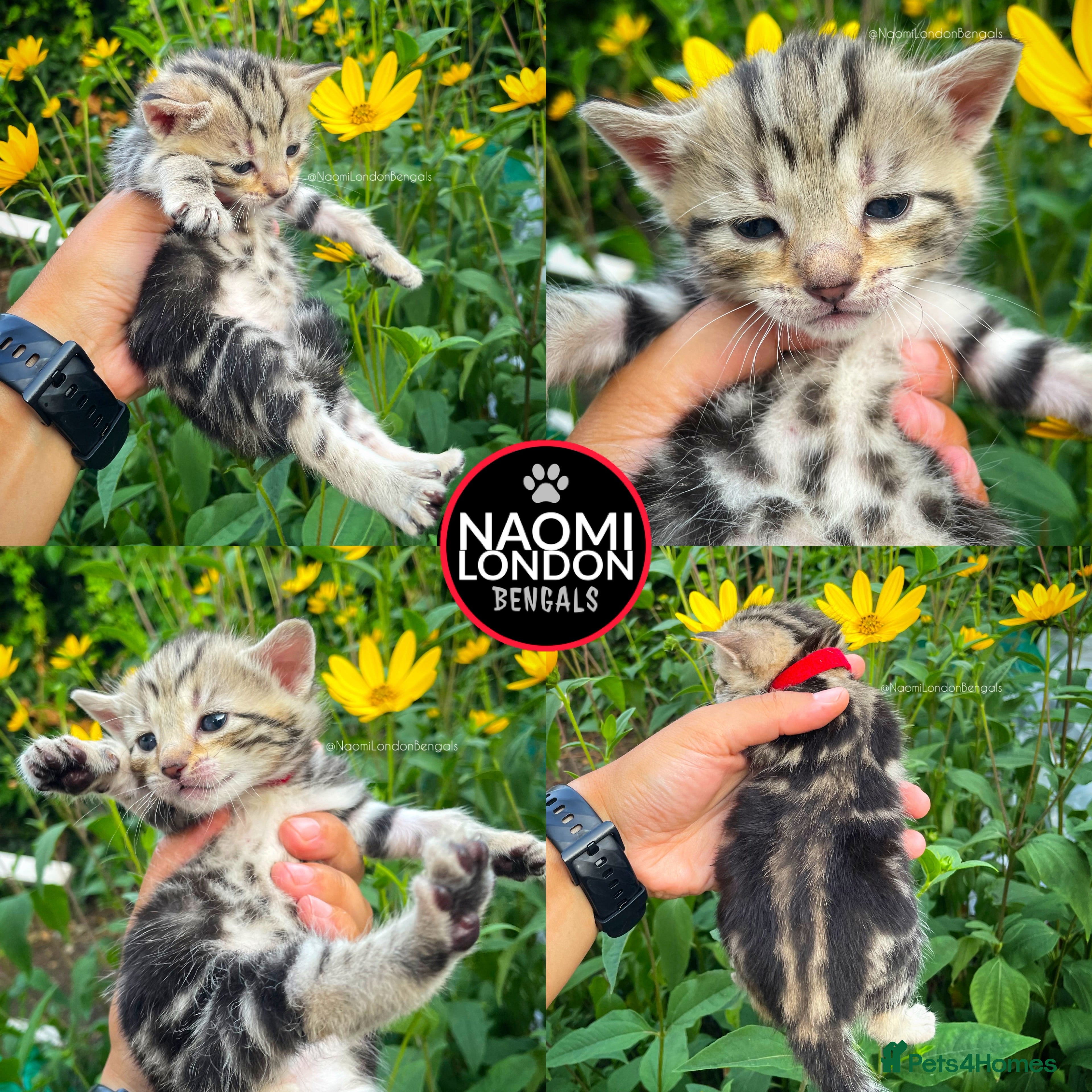 Bengal cats 🌈 BENGAL KITTENS FOR SALE! 🌈 🩷❤️🧡💛💚🩵 - Advert 2