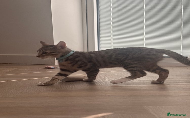 Bengal cats - Advert 1