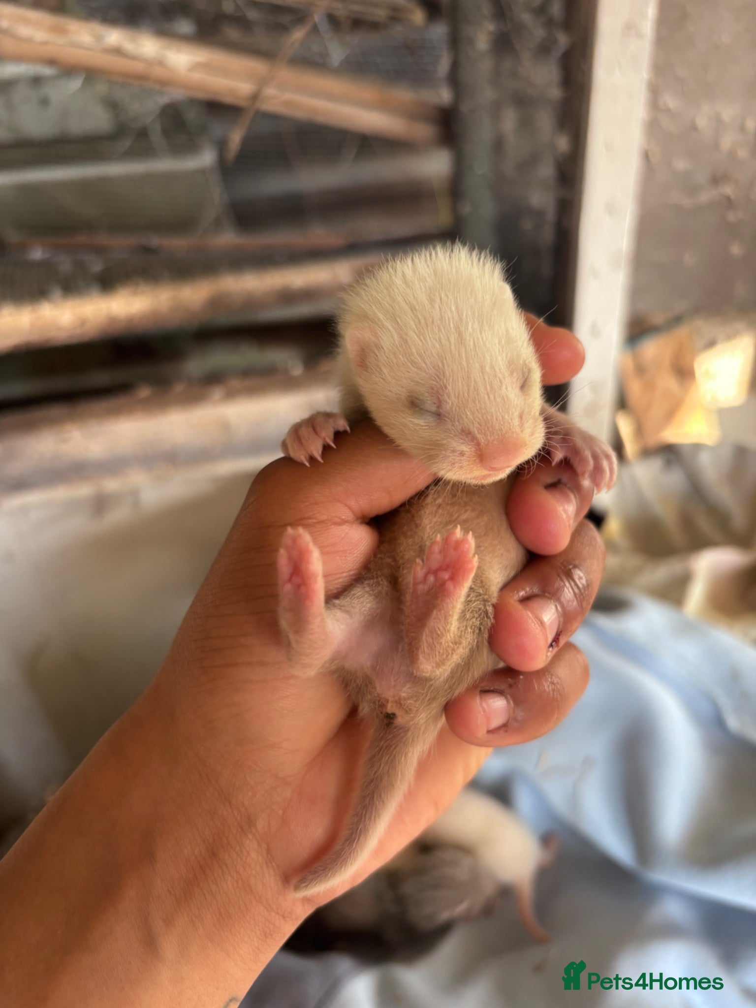 Ferret rodents for sale: Ferret kits hobs&jills  in Middlesbrough - Advert 5