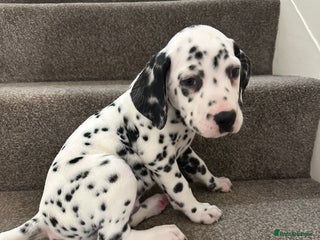 Dalmatian dogs Dalmatian boy - Advert 2