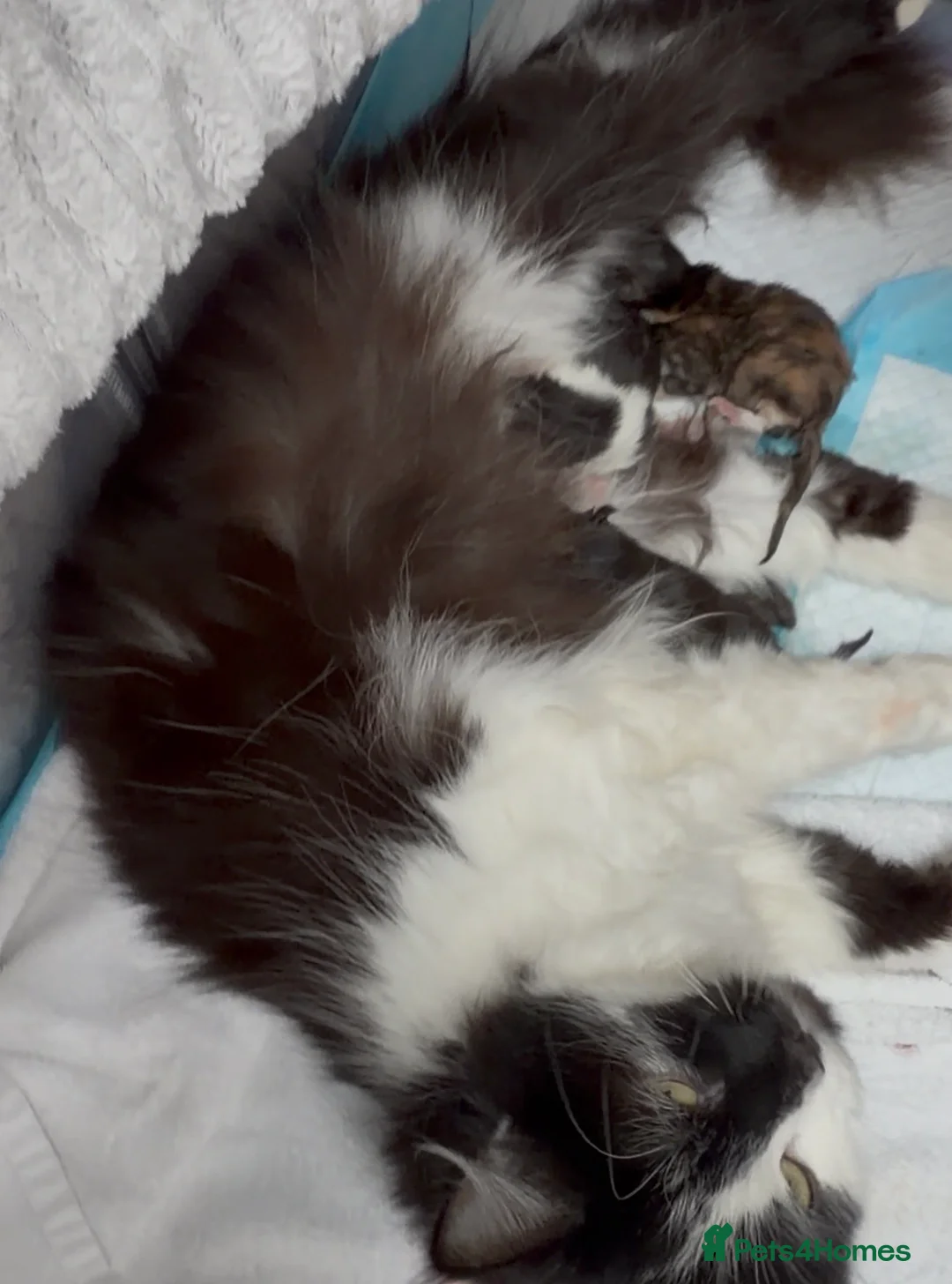 Mixed Breed cats for sale: Adorable and very cuddly male kitten - Advert 2