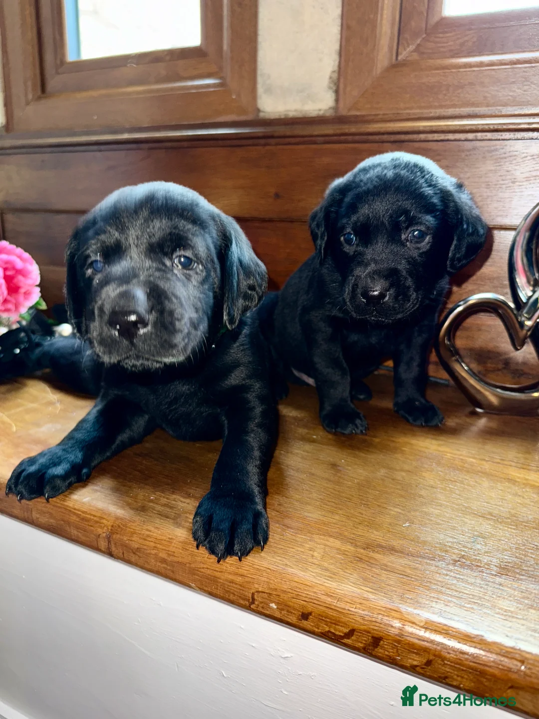 Labrador Retriever dogs for sale: KC Labrador puppies  - Advert 1
