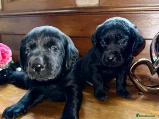 Labrador Retriever dogs KC Labrador puppies - Advert 8