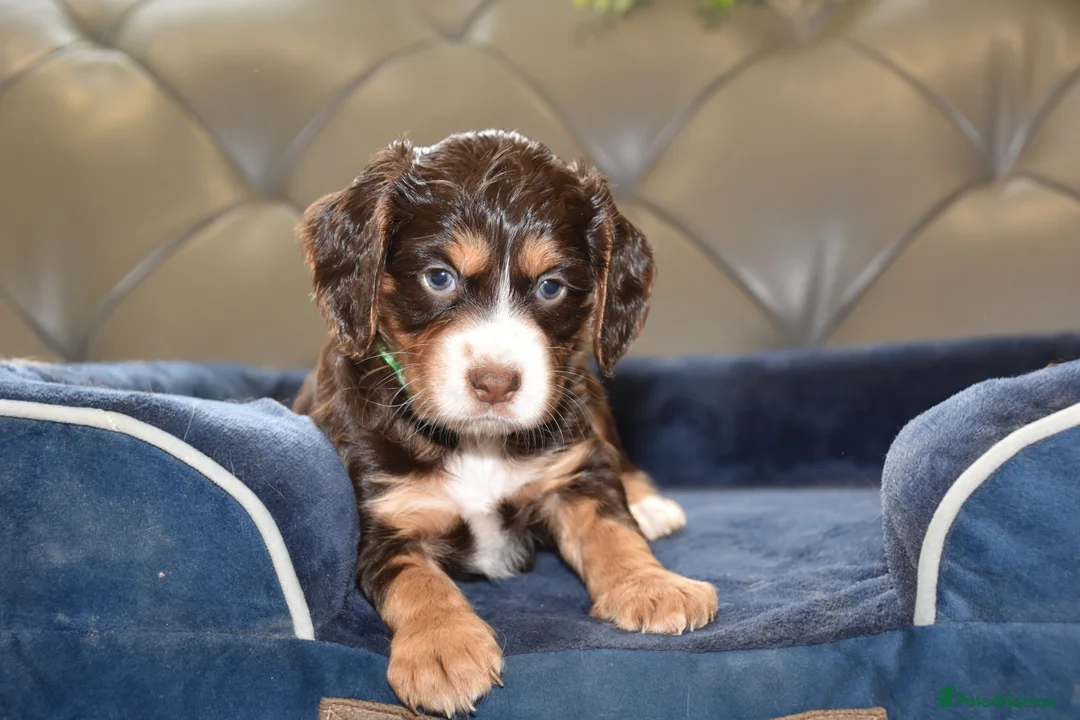 Cocker Spaniel dogs for sale: Kc Reg  Cocker Spaniel Puppies Health Tested - Advert 7