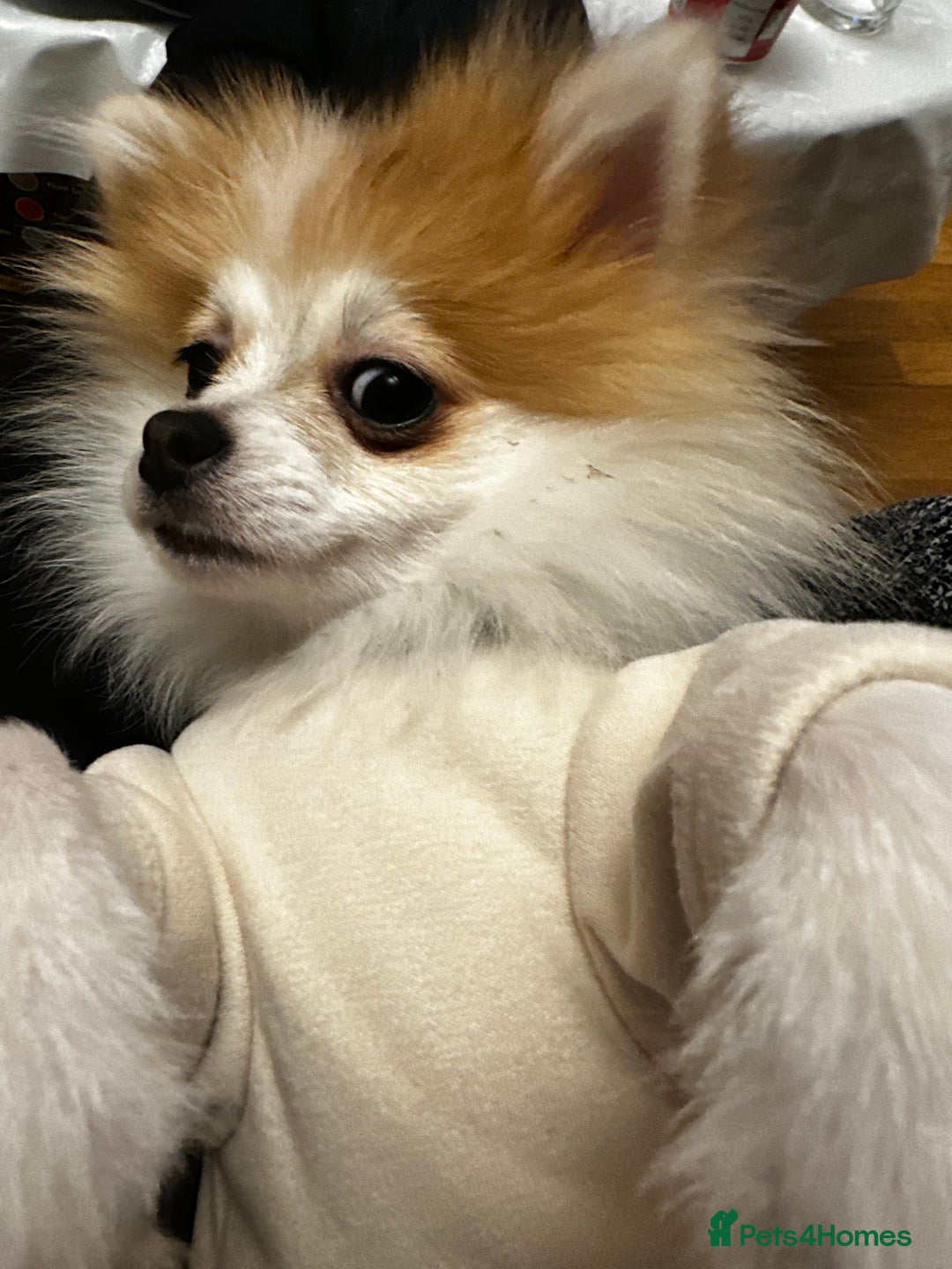 Pomeranian dogs for stud: Lover boy Romeo  - Advert 24