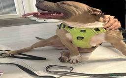 Mixed Breed dogs for sale: staffy x mixed breed. read description for more - Advert 2