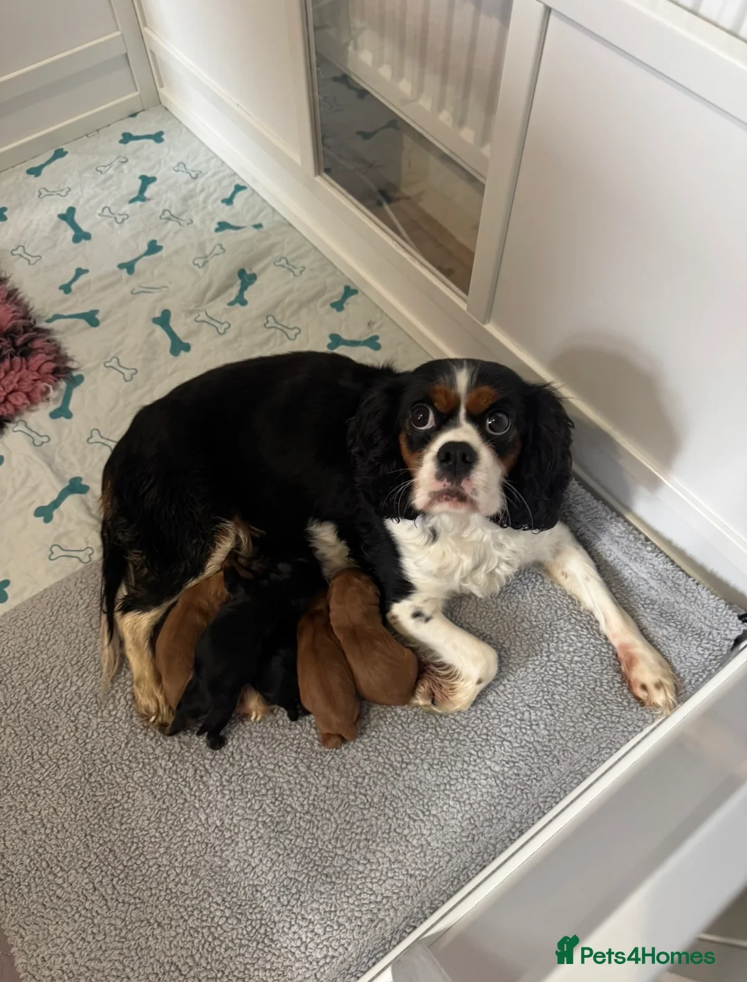 Cavalier King Charles Spaniel dogs for sale: KC & Health tested cavalier King Charles spaniels  in Colwyn Bay - Advert 2