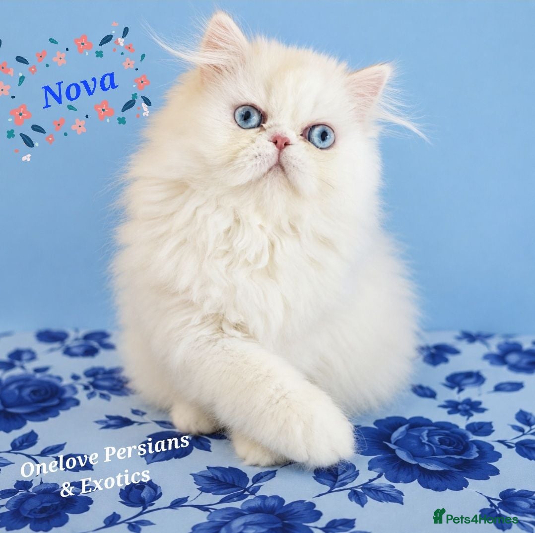 Persian cats 🎀🎀 GCCF Persian Kitten 🎀🎀 - Advert 6