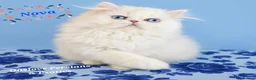 Persian cats for sale: 🎀🎀 One girl left GCCF Persian Kitten 🎀🎀 - Advert 1