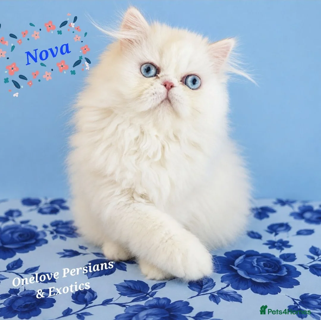Persian cats for sale: 🎀🎀 One girl left GCCF Persian Kitten 🎀🎀 - Advert 1