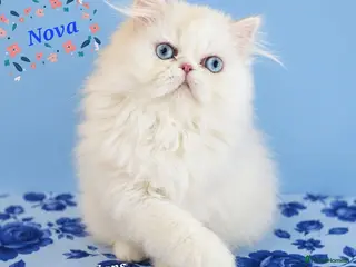 Persian cats 🎀🎀 GCCF Persian Kitten 🎀🎀 - Advert 6