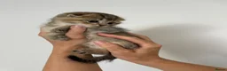 Scottish Fold cats for sale: PUREBRED SCOTTISH FOOD LONGHAIR & SHORTHAIR KITTEN - Advert 36