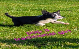 Border Collie dogs for sale: Farm bred collie pups - Image 5
