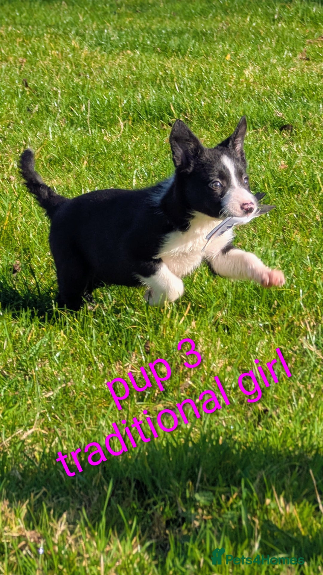 Border Collie dogs for sale: Farm bred collie pups - Image 5