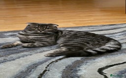 Scottish Fold cats for sale: Scottish Fold Indoor Kitten  in Skelmersdale - Image 5