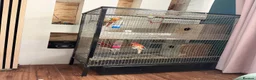 Conures birds for sale: 🦜 Pair of Green-Cheek Conures – Male & Female - Advert 5