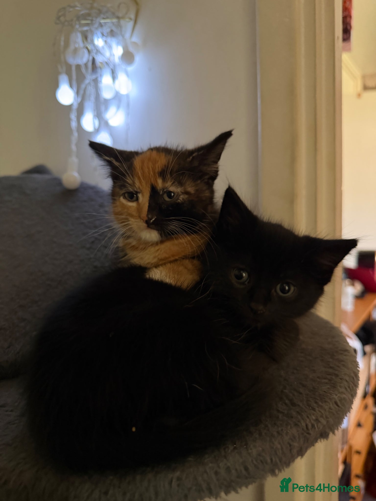 Mixed Breed cats 2 Mixed Breed Kittens for sale. - Advert 1