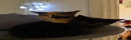 Mixed Breed cats for sale: 2 Mixed Breed Kittens for sale. - Advert 1