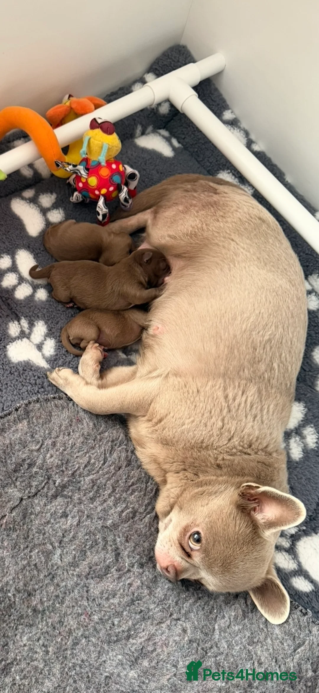 Chihuahua dogs for sale: Chihuahua girls  - Advert 15