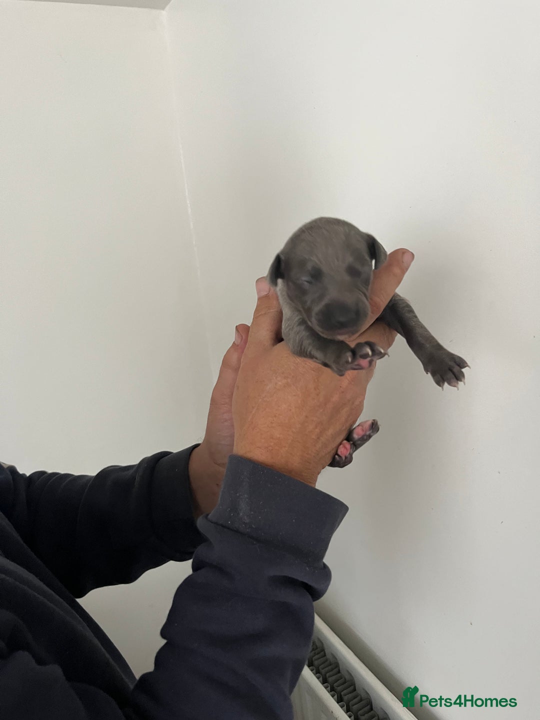 Whippet dogs for sale: KC registered Whippet pups - Image 15