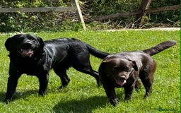 Labrador Retriever dogs for sale: Beautiful Labrador pups  - Image 12