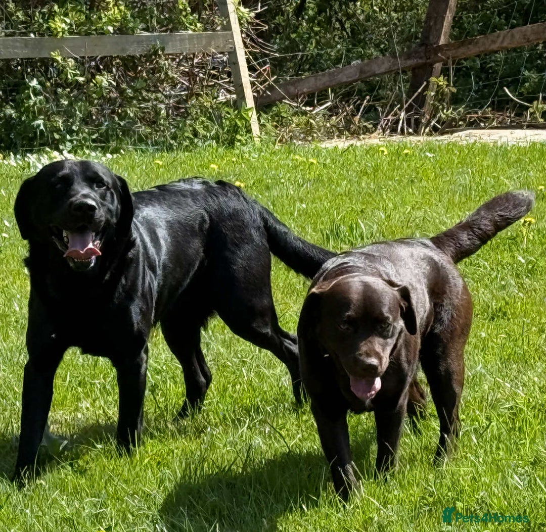 Labrador Retriever dogs for sale: Beautiful Labrador pups  - Image 12